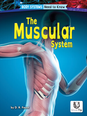 cover image of The Muscular System